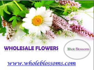 Wholesale Flowers