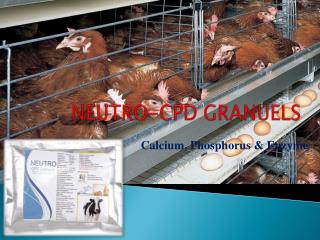 Poultry Feed Supplements