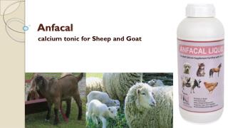 dairy feed supplements