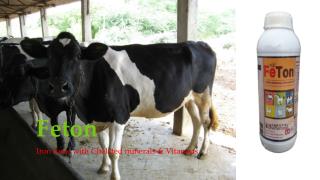 Cattle Health Tonics