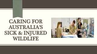 Caring for Australia's Sick & Injured Wildlife