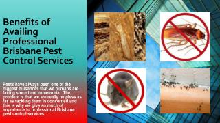 Benefits of Availing Professional Brisbane Pest Control Services