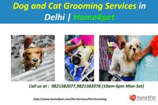 Dog and Cat Grooming Services in Delhi | Home4pet