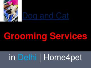 Dog and Cat Grooming Services in Delhi | Home4pet