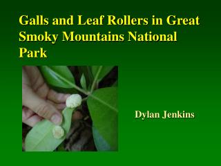 Galls and Leaf Rollers in Great Smoky Mountains National Park