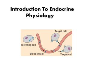 Introduction To Endocrine Physiology