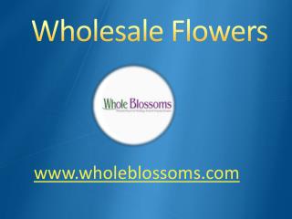 Wholesale Flowers - www.wholeblossoms.com