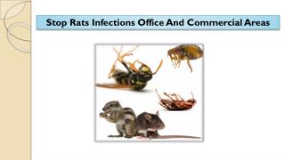 Stop Rats Infections Office And Commercial Areas