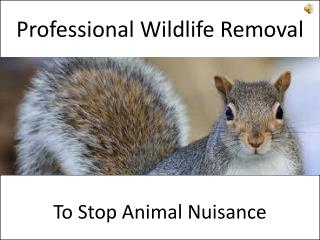 Professional Wildlife Removal
