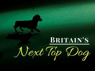 Britain's next top dog
