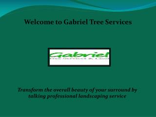 Tree cutting in Los Angeles, Tree Service in Sacramento