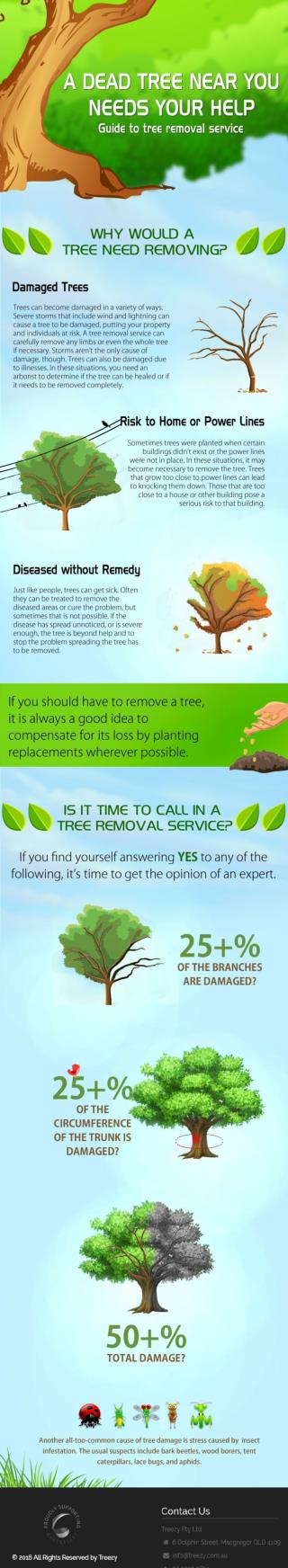 Guide to Tree Removal Services