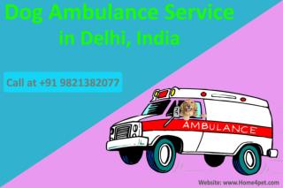 Dog Ambulance Service in Delhi, India | Call at 9821382077