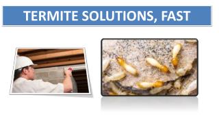 TERMITE SOLUTIONS, FAST