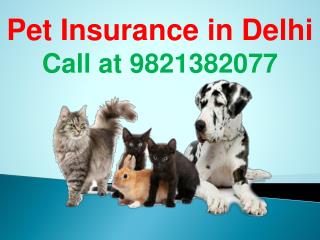 Pet Insurance in Delhi | Call at 9821382077