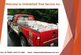 Tree Service Silver Spring