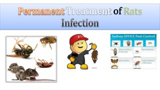 Permanent Treatment of Rats Infection