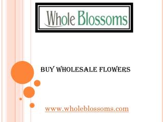 Buy Wholesale Flowers - www.wholeblossoms.com