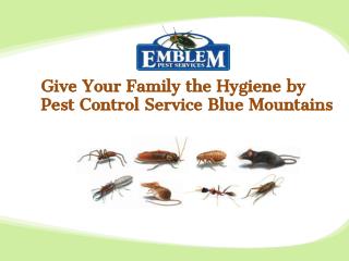 Give Your Family the Hygiene by Pest Control Service Blue Mountains