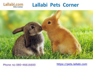 online pet shop parrot