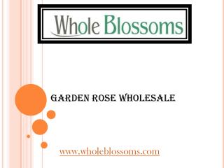 Garden Rose Wholesale - www.wholeblossoms.com