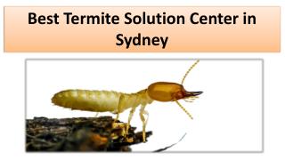 Best Termite Solution Center in Sydney