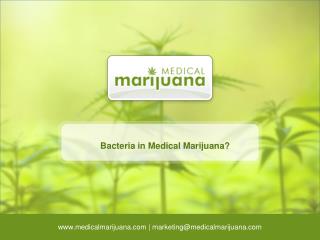 Bacteria in Medical Marijuana?