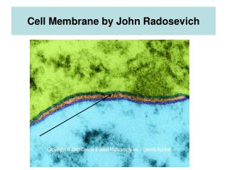 Cell Membrane by John Radosevich