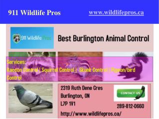 Humane Wildlife Control Services Burlington