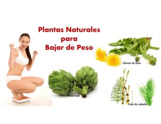 Grasa Abdominal Mujeres, Alimentos Quema Grasa, Como Quemar Grasa Rapidamente, Comida Quema Grasa