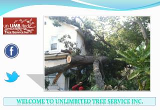 Best Tree Service Silver Spring, Maryland