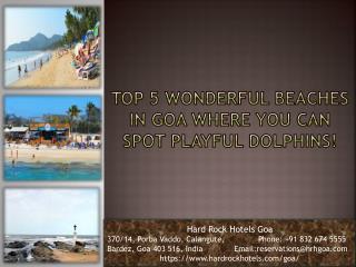 Top 5 Wonderful Beaches In Goa Where You Can Spot Playful Dolphins