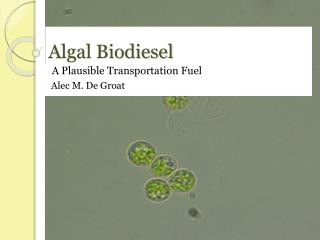 Algal Biodiesel