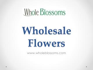 Wholesale Flowers - Whole Blossoms