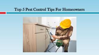 Pest Control Tips For Homeowners