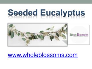 Seeded Eucalyptus - www.wholeblossoms.com