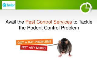 Avail the Pest Control Services to Tackle the Rodent Control Problem