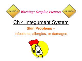 Ch 4 Integument System