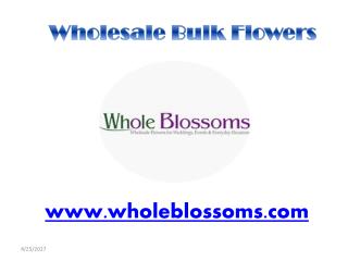 Wholesale Bulk Flowers - wholeblossoms