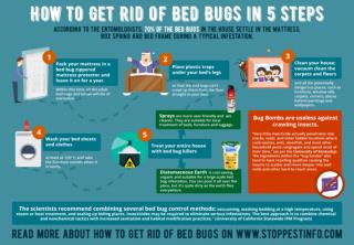 How to get rid of bed bugs