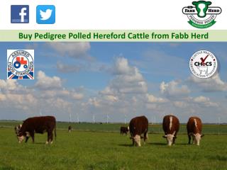 Buy Pedigree Polled Hereford Cattle from Fabb Herd