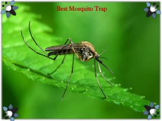 Best Mosquito Trap