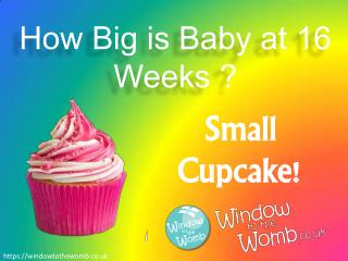 How Big is Baby at 16 Weeks ?