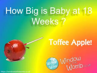 How Big is Baby at 18 Weeks ?