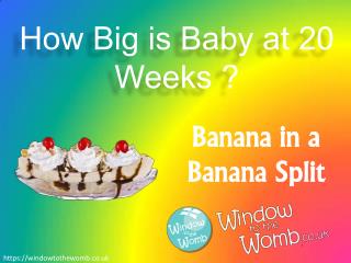 How Big is Baby at 20 Weeks ?