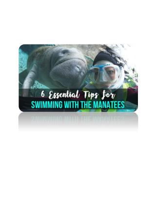 6 Essential Tips for Swimming With The Manatees