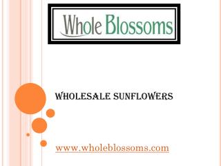 Wholesale Sunflowers - www.wholeblossoms.com