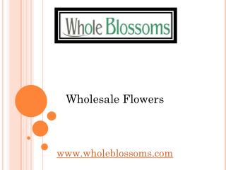 Wholesale Flowers – Whole Blossoms