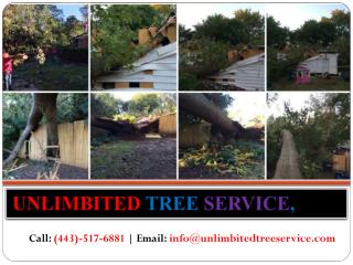 Expert Tree Service Baltimore, MD
