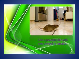 Live a peaceful life with pest control in Jamaica